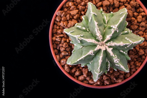 Star Cactus 7 ribs (Astrophytum Myriostigma cv. Fukuryu)