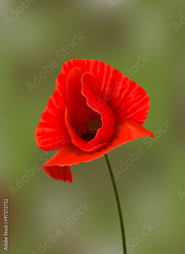 Red poppy flower