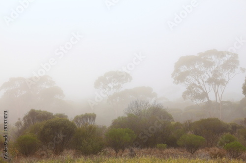 Foggy Australian forest