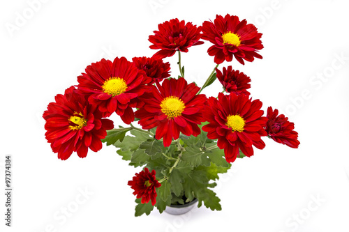 Red chrysanthemum flower in a pot, on a white background