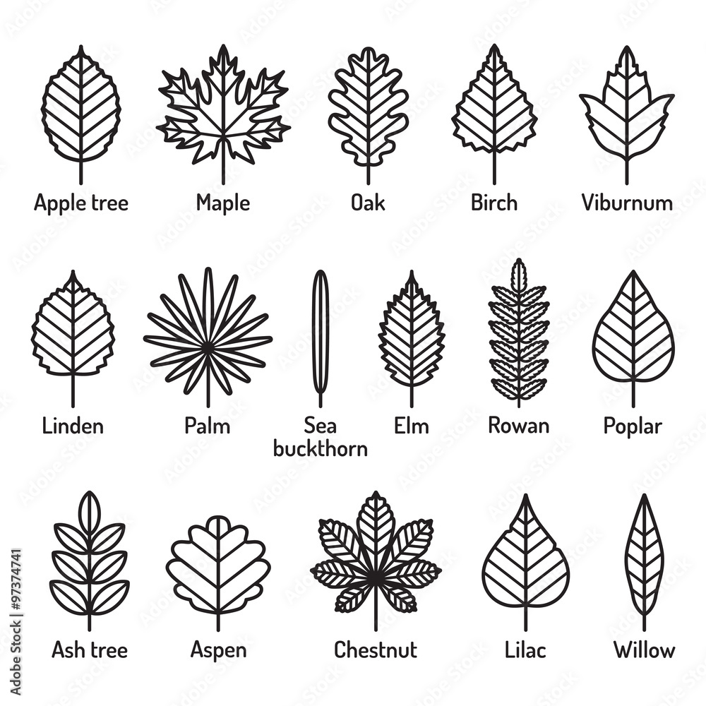 Leaves Trees Names Black White Drawing: Vector có sẵn (miễn phí bản quyền)  1766453438 | Shutterstock