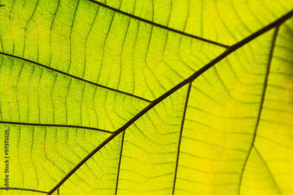 Green leaf texture Green leaf texture