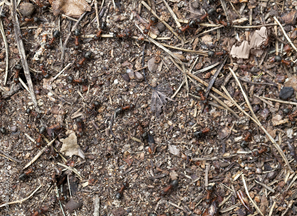Ants on te ground Ants on te ground