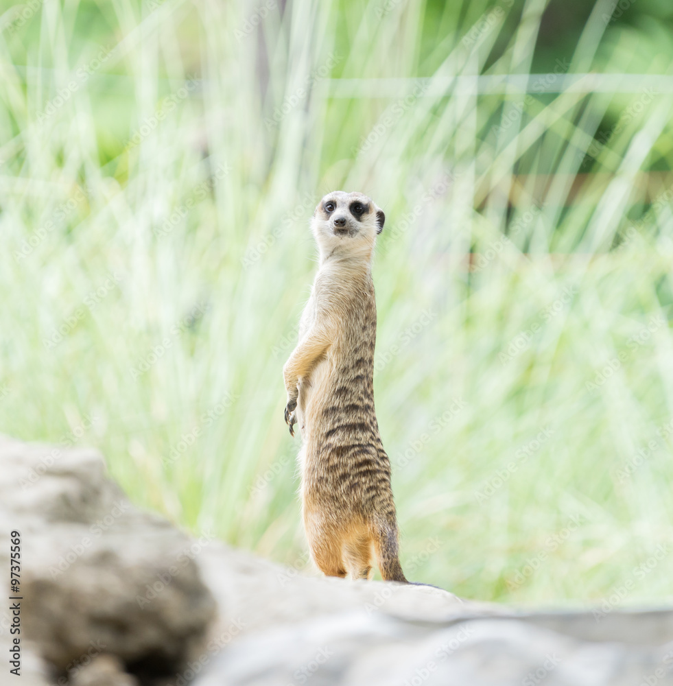 Fototapeta premium meerkat 