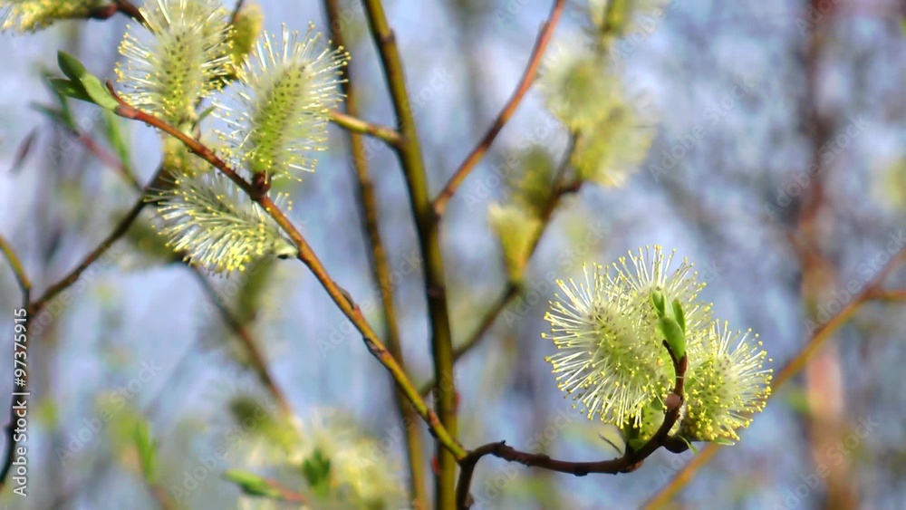 Waving in the wind blossoming willow branches with fluffy flowers on a background of other trees with young spring green leaves on a sunny spring day. Waving in the wind blossoming willow branches with fluffy flowers on a background of other trees with young spring green leaves on a sunny spring day.