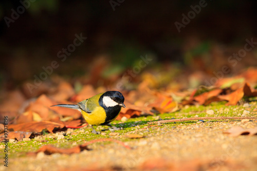 Great tit in the park #97376196
