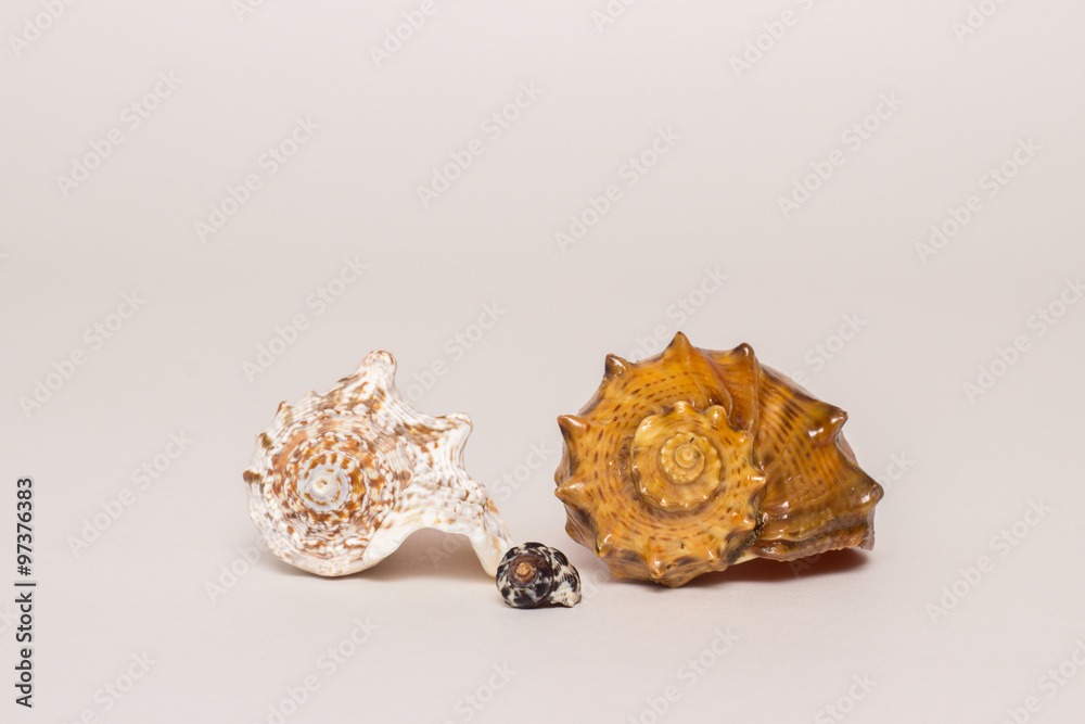 Seashell on a white background Seashell on a white background