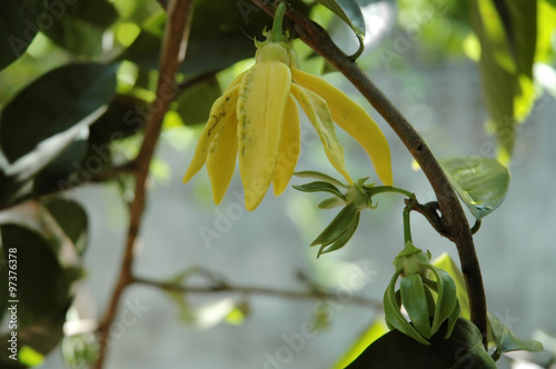 Close-up of the flower of climbing ylang-ylang vine (Artabotrys hexapetalus) photo