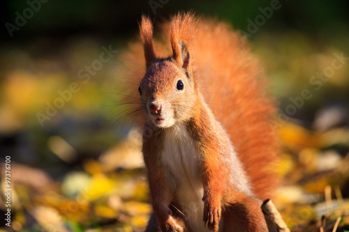 Red squirrel in park