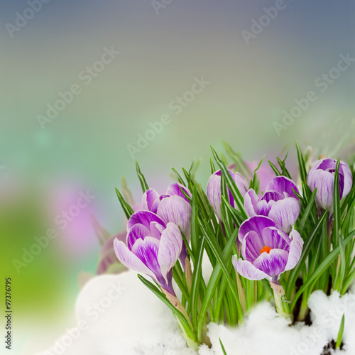 spring crocuses under snow