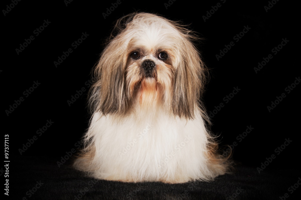 Shih-Tzu en studio sur fond noir