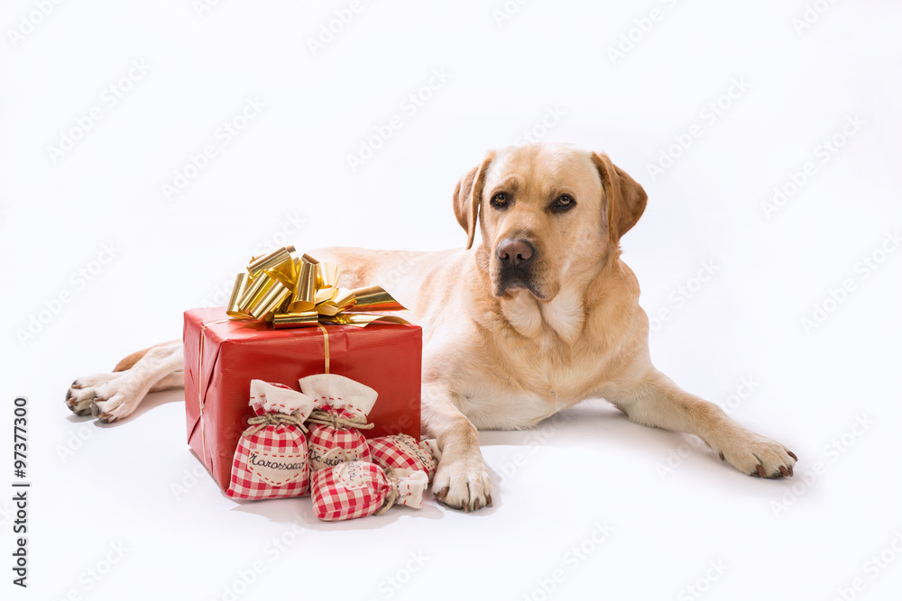 Labrador miele con regalo di Natale su sfondo bianco