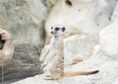 meerkat © praphab144