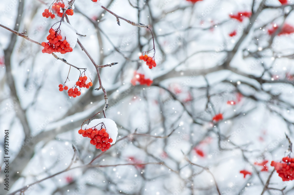 Snow-covered tree with red clusters of mountain ash Snow-covered tree with red clusters of mountain ash
