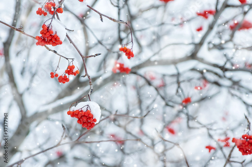 Snow-covered tree with red clusters of  mountain ash