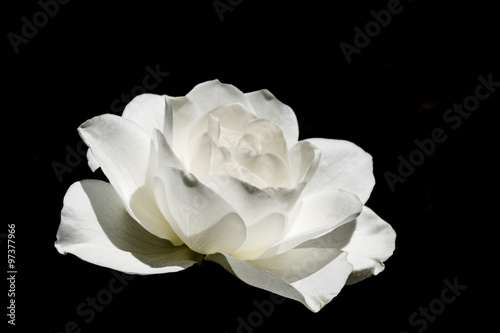 Fototapeta Naklejka Na Ścianę i Meble -  Weiße Rose