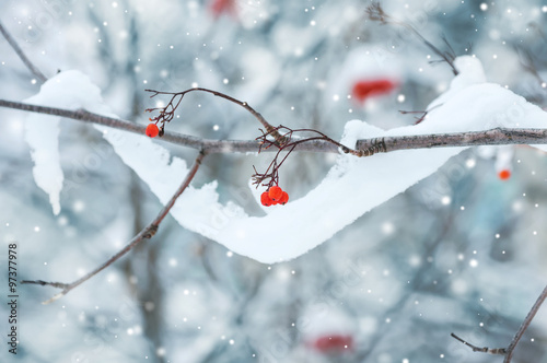 Red berries of mountain ash with  snow garland on  branch