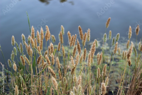 The grass near the water