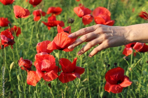 Fototapeta Naklejka Na Ścianę i Meble -  Women's hand touches petals of a poppy
