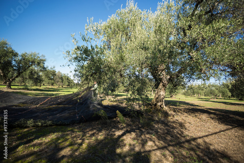 contadino raccolta olive