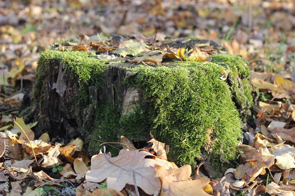 Stump covered with moss in autumn forest Stump covered with moss in autumn forest