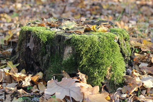 Stump covered with moss in autumn forest
