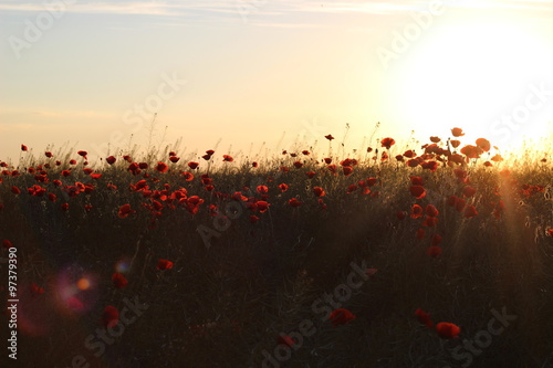 Sunset on the poppy field photo