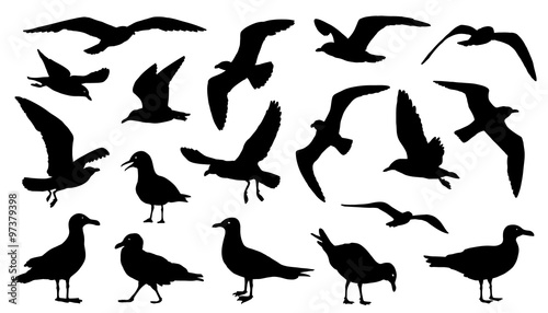 Photo seagull silhouettes