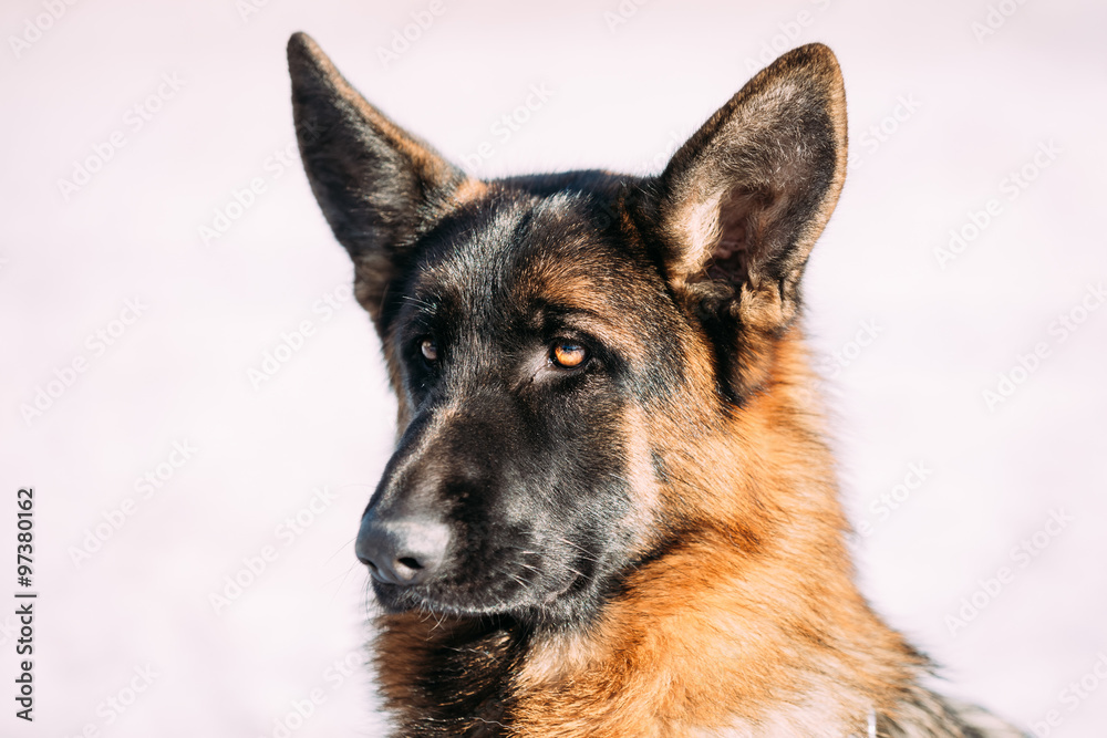 Beautiful Young Brown German Shepherd Dog Beautiful Young Brown German Shepherd Dog
