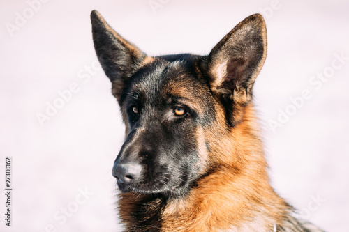 Beautiful Young Brown German Shepherd Dog 