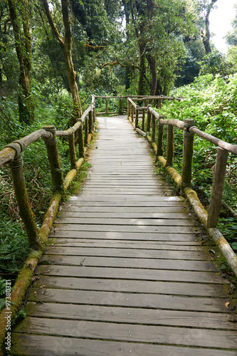 Wood walkway in forest