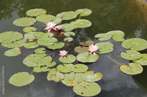 Water lilies with pink flowers in the pond