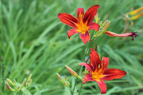 Two tiger lilies