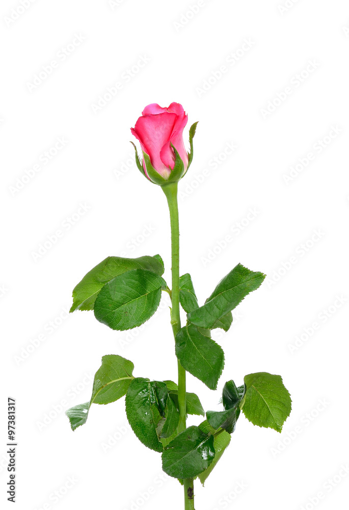 Obraz premium Pink Rose isolated on white background