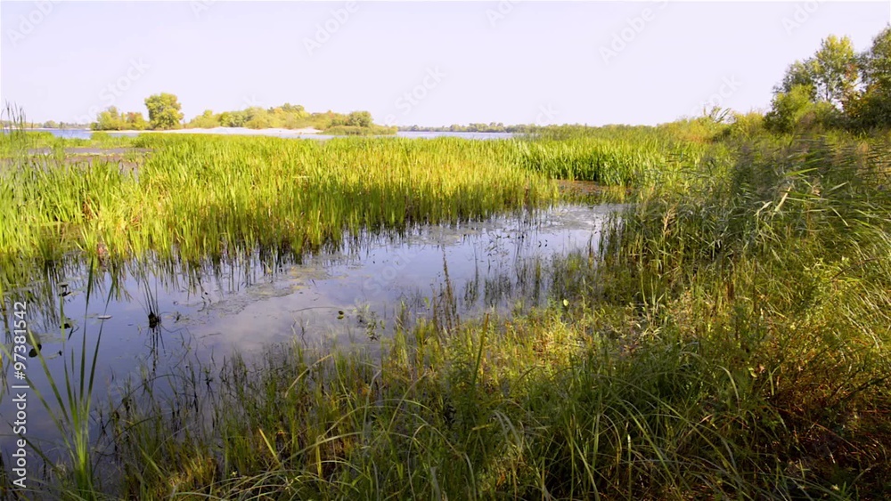 Nice end of summer day close to the Dnieper river with Nuphar lutea water lilies and Typha latifolia reeds in the water. Trees in the background Nice end of summer day close to the Dnieper river with Nuphar lutea water lilies and Typha latifolia reeds in the water. Trees in the background