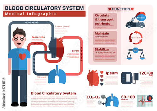 infographic of cardiovascular system/blood circulatory system