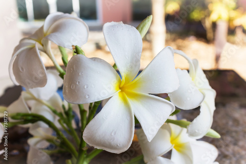 close up eautiful charming white flower plumeria