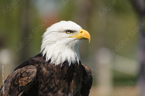 Bald Eagle closeup profile, Alberta, Canada