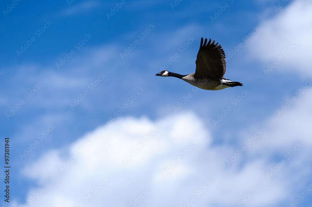 Fototapeta premium Canada Goose flying in blue sky, Alberta Canada