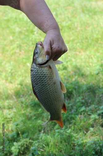 Fish carp in hand