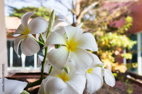 close up eautiful charming white flower plumeria