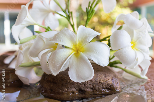 close up eautiful charming white flower plumeria