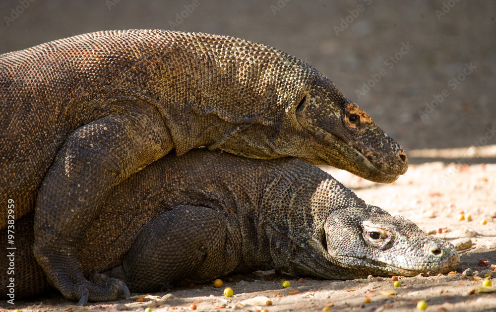 Obraz premium Komodo Dragons are fighting each other. Very rare picture. Indonesia. Komodo National Park. An excellent illustration.
