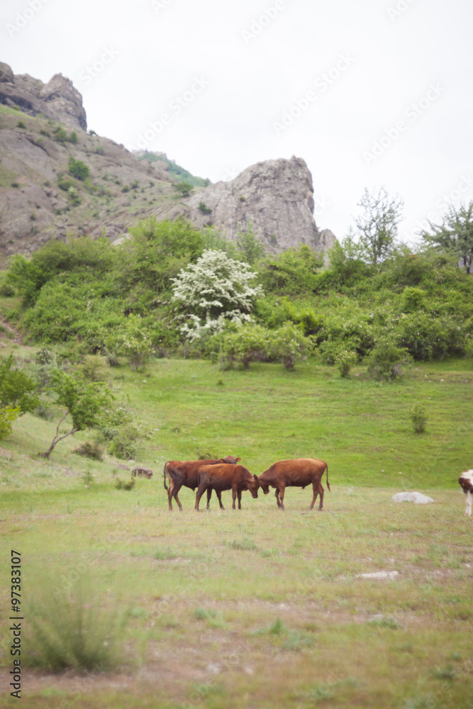 herd of bulls at foot mountain