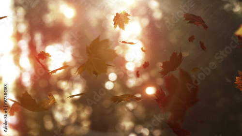 Autumn leaves falling on the camera