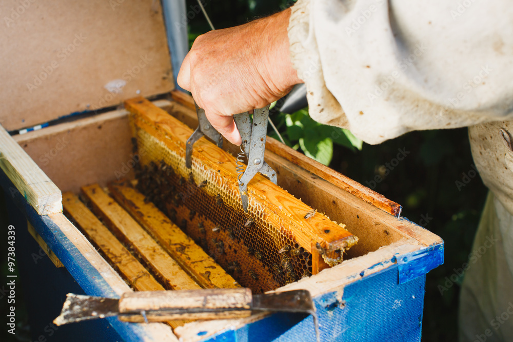 Beekeeper is holding a frame of honeycomb, which is on a blue hive
