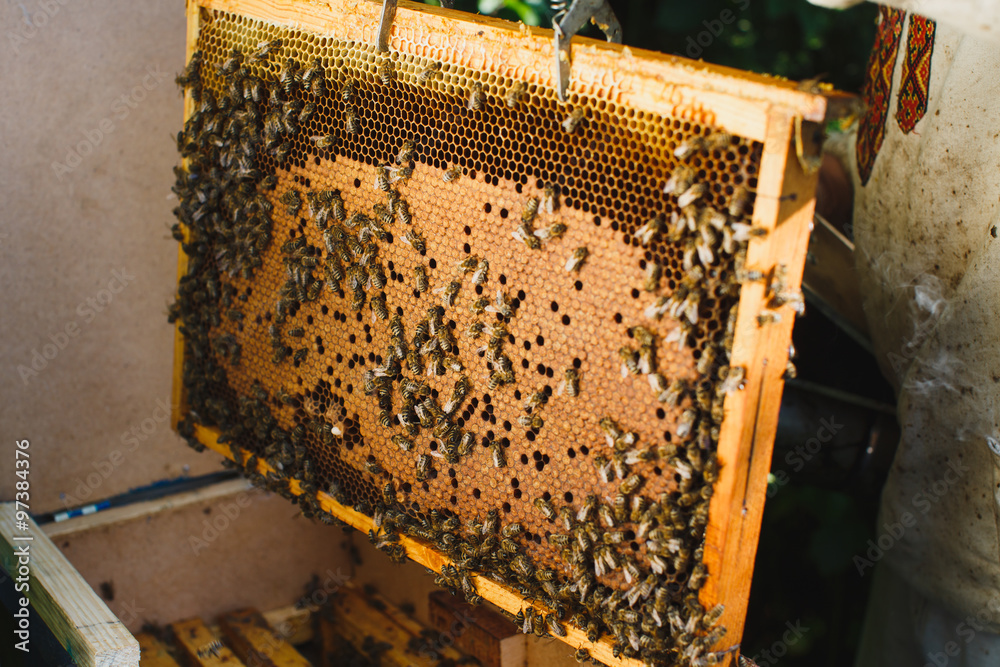 Beekeeper takes a honey comb with bees from the hive Beekeeper takes a honey comb with bees from the hive