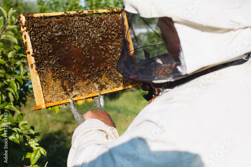 Apiarist is holding a frame of honeycomb with working bees, in the garden