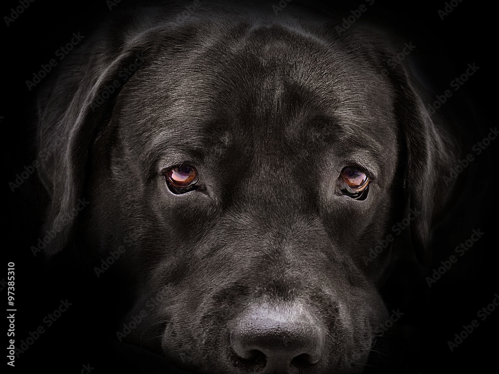 Fototapeta premium dark muzzle labrador dog closeup. front view