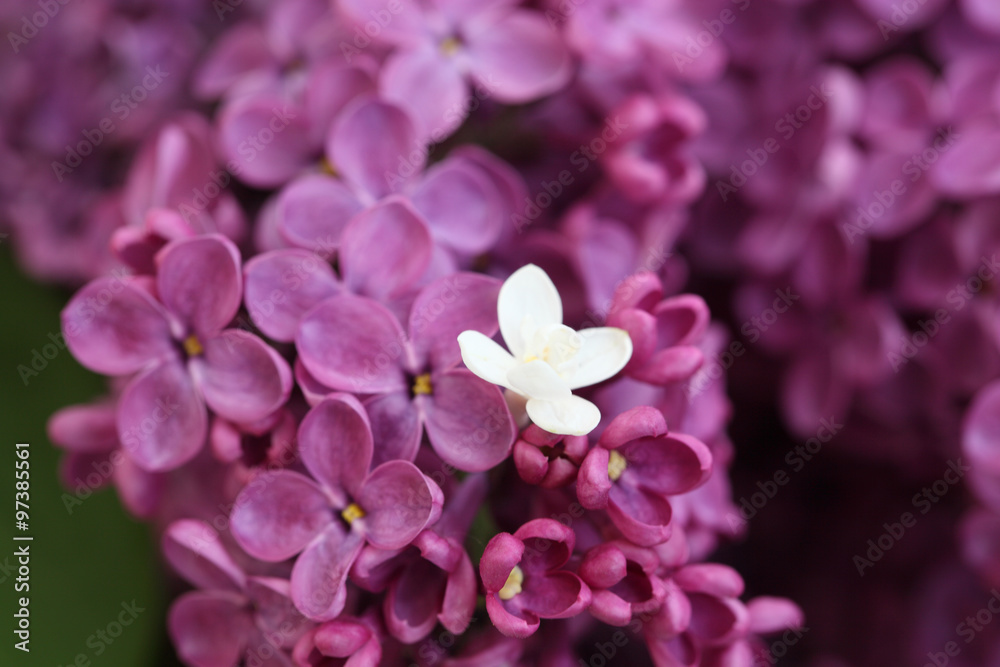violet and white Lilac